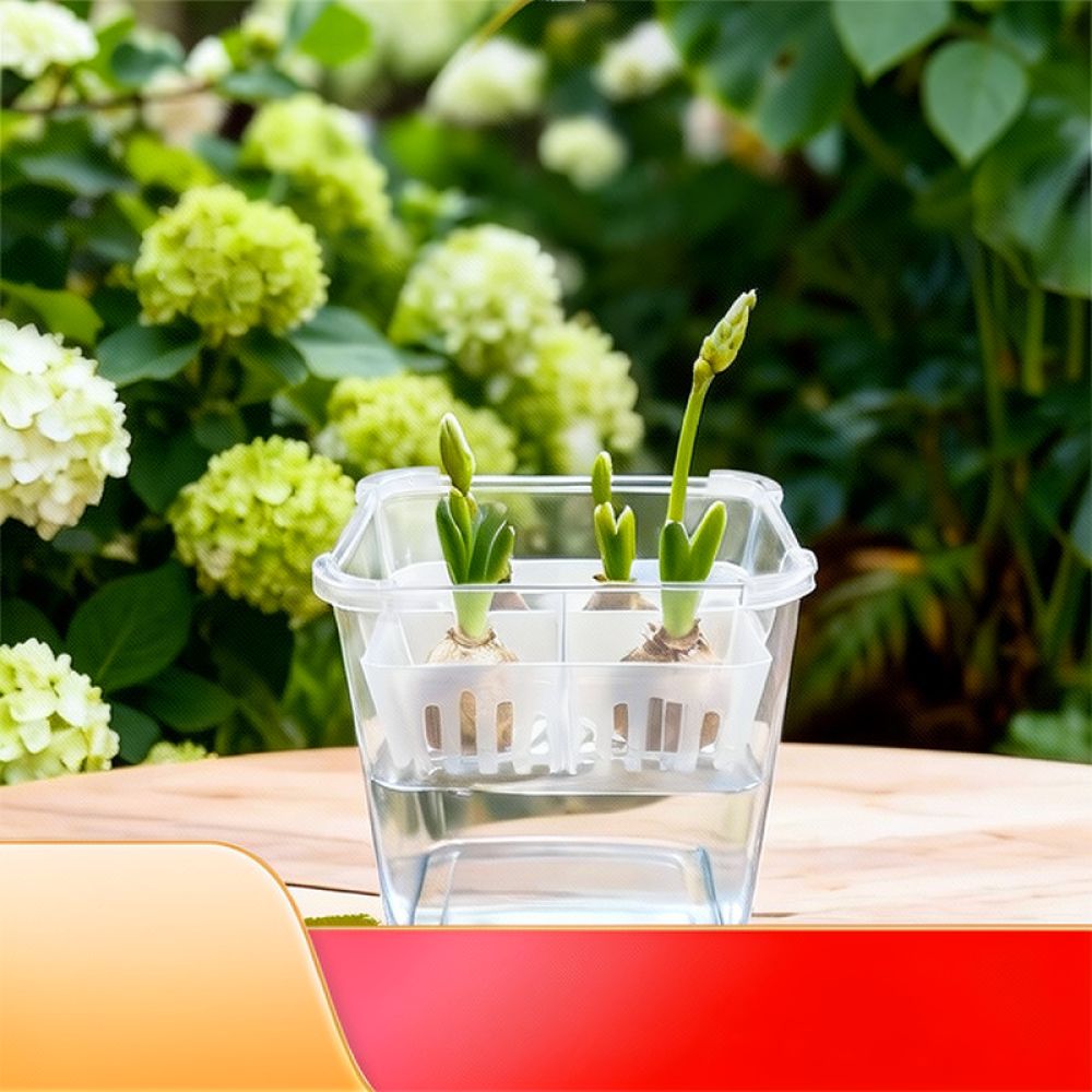Hydroponische Vase für Tulpen- – Indoor Plants Bewertung und Preis